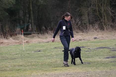 Labrador retriever Chica - Lineføring til nordisk... Ser det ikke næsten ud som om jeg går spanske skridt??? billede 9