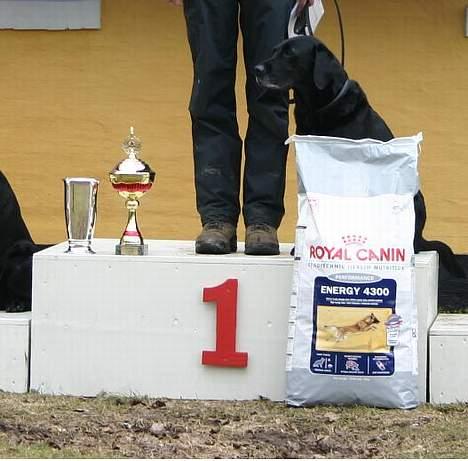 Labrador retriever Chica - Juhuuu... Jeg er nu officielt Dansk mester i nordisk rundering, og skal med til NM i Finland... billede 10