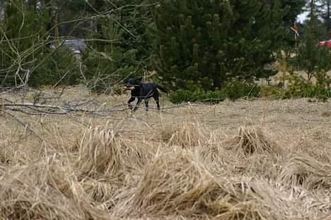 Labrador retriever Chica - 1. genstand i feltet... billede 11