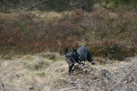 Labrador retriever Chica - Indkald i rundering... Se lige mine ører.. Løber jeg ikke bare stærkt??? =0) billede 12