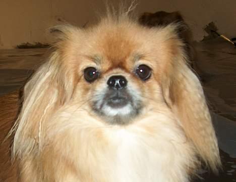 Tibetansk spaniel Khyi-Mo´s Byiba Cimba - Lille fine Cimba... billede 1