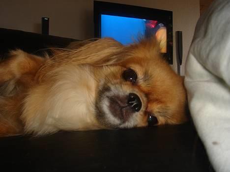 Tibetansk spaniel Khyi-Mo´s Byiba Cimba - Råhygge! billede 2