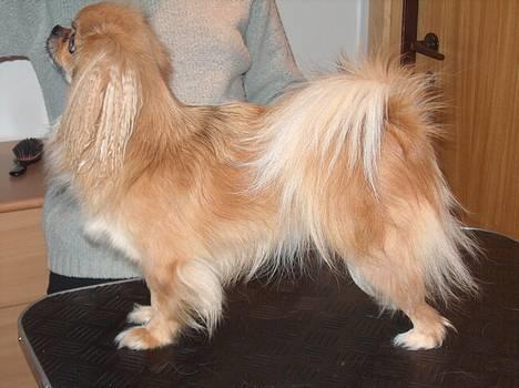 Tibetansk spaniel Khyi-Mo´s Byiba Cimba - I fuld størelse... billede 3