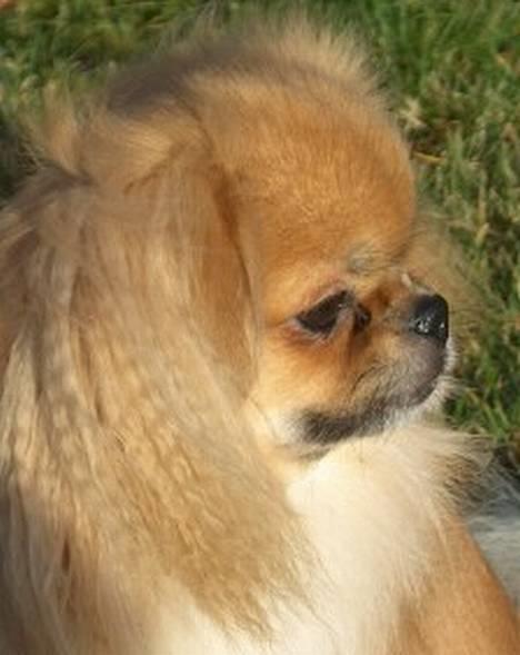 Tibetansk spaniel Khyi-Mo´s Byiba Cimba - Profilbillede! billede 4