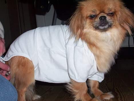 Tibetansk spaniel Khyi-Mo´s Byiba Cimba - Stakkels Cimba... billede 5