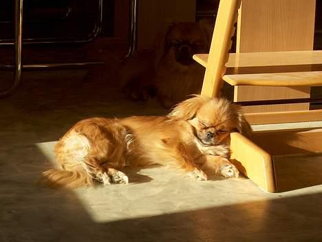 Tibetansk spaniel Khyi-Mo´s Byiba Cimba - Ren afslapning... billede 6