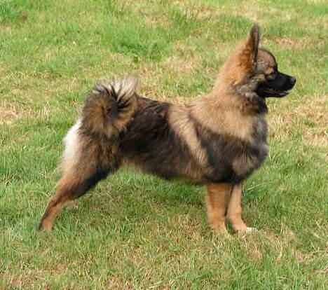 Mittelspitz Robin - Robin (Ticapon Fabled Treasure) Mittelspitz billede 1