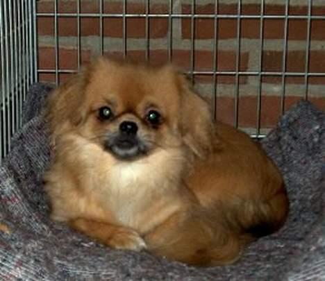 Tibetansk spaniel Khyi-Mo´s Byiba Cimba - Lille Cimba i bur billede 7