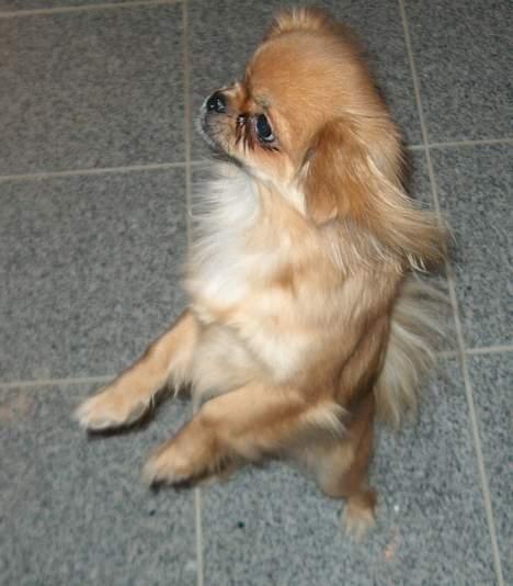 Tibetansk spaniel Khyi-Mo´s Byiba Cimba - Kommer der snart en godbid? billede 8