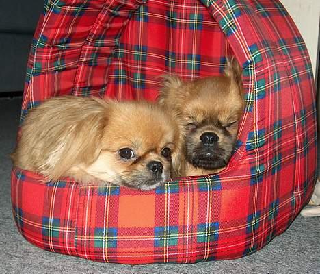 Tibetansk spaniel Khyi-Mo´s Byiba Cimba - Cimba med brormand billede 9