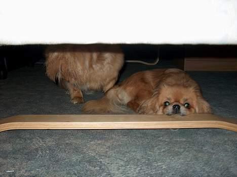 Tibetansk spaniel Khyi-Mo´s Byiba Cimba - Selv om jeg er en engel, kan jeg også være fræk billede 10