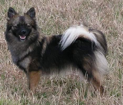 Mittelspitz Robin billede 2