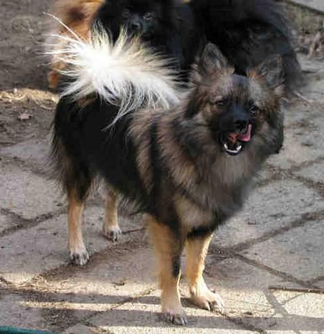 Mittelspitz Robin billede 3