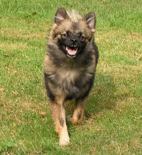 Mittelspitz Robin billede 4