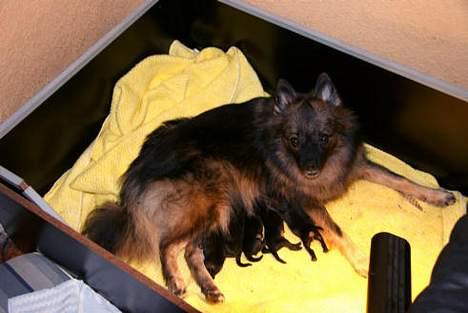 Mittelspitz Robin - Robin med 5 hvalpe 2005 billede 5