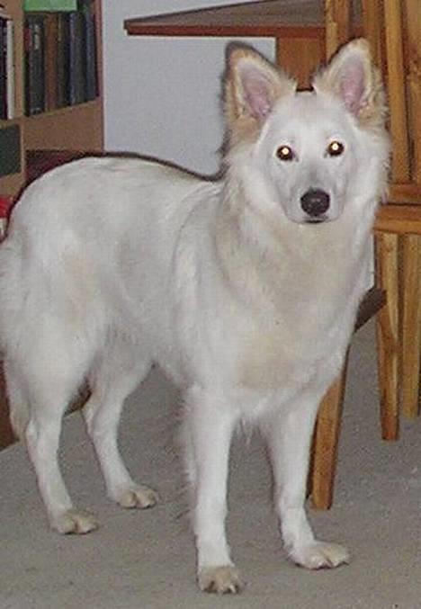 Hvid Schweizisk Hyrdehund Blondie of Trebons  - saa fin er Blondiemusen blevet billede 1