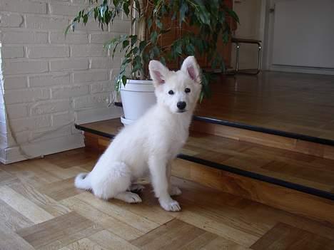 Hvid Schweizisk Hyrdehund Blondie of Trebons  billede 5