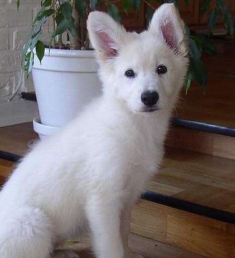 Hvid Schweizisk Hyrdehund Blondie of Trebons  billede 7