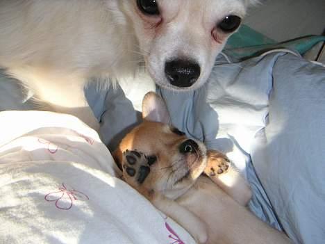 Chihuahua Samson billede 12