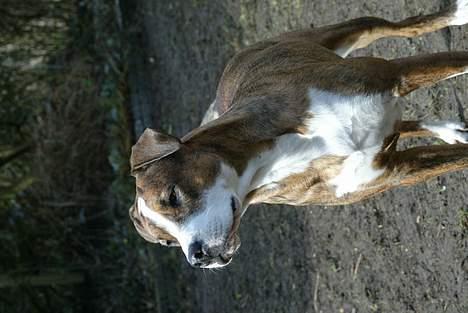 Amerikansk staffordshire terrier Nala - NYT! 9 april 2006 billede 17