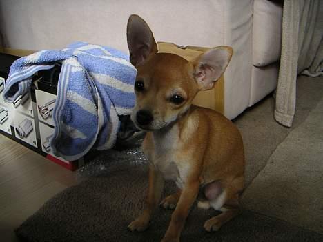 Chihuahua Samson - Helt ærligt! hvor længe skal jeg enlig sidde her??  billede 13