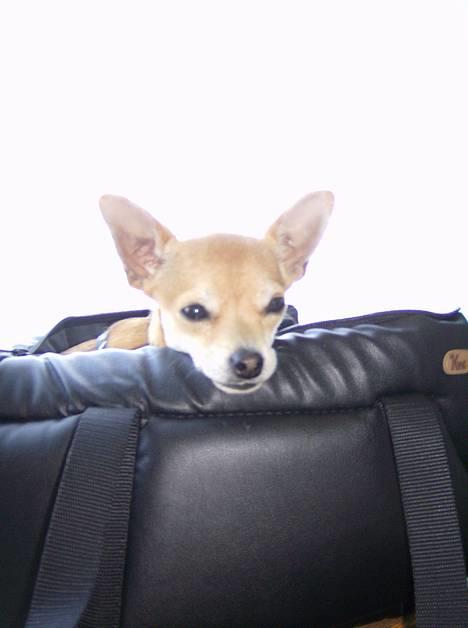 Chihuahua Samson billede 14