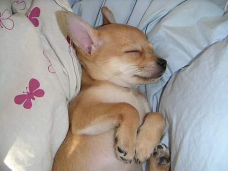 Chihuahua Samson billede 15