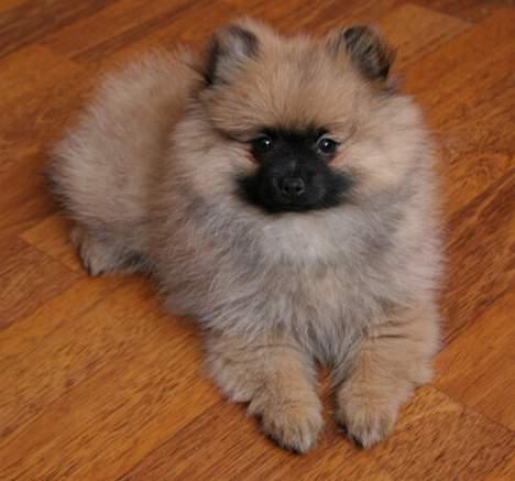 Kleinspitz "Bonnie" - Spitz Huset´s Honey Bump - kaldet Bonnie billede 1