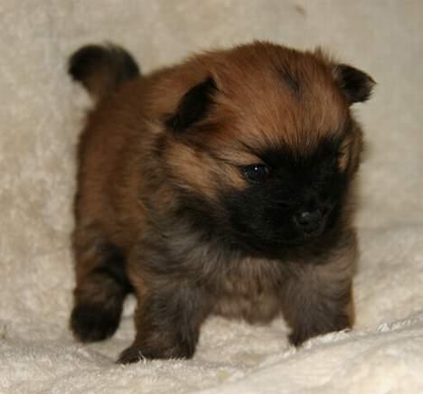 Kleinspitz "Bonnie" - Bonnie - 5 uger billede 2