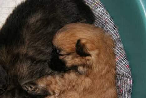 Kleinspitz "Bonnie" - Bonnie - 3 uger billede 3