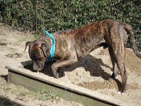 Amerikansk bulldog Buster - Jeg har min egen sandkasse og jeg er helt vild med at grave billede 5