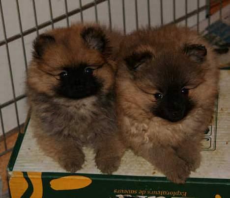 Kleinspitz "Bonnie" billede 5