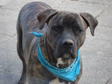 Amerikansk bulldog Buster - Min charmeklud.. billede 6