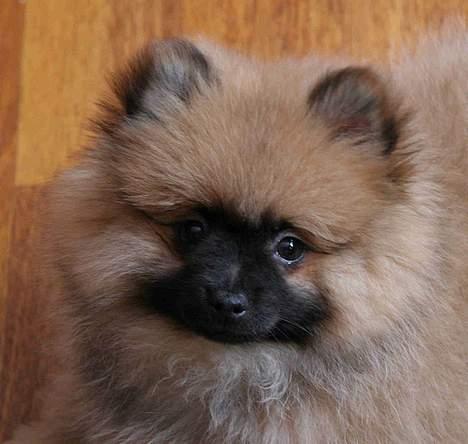 Kleinspitz "Bonnie" - Bonnie - 10 uger. Er der nogen som kan stå for mig ?? billede 6