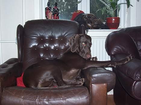 Blanding af racer Athene R.I.P  :0( billede 3