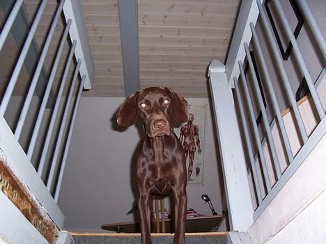 Blanding af racer Athene R.I.P  :0( billede 5