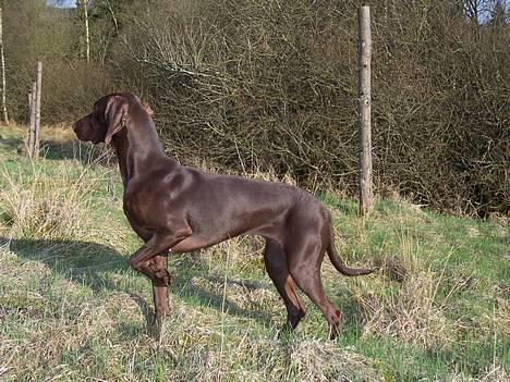 Blanding af racer Athene R.I.P  :0( billede 8