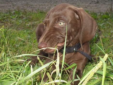 Blanding af racer Athene R.I.P  :0( billede 10