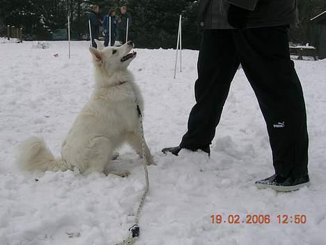 Dansk Spids Freja billede 6