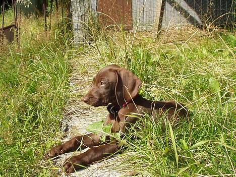 Blanding af racer Athene R.I.P  :0( billede 11