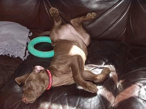 Blanding af racer Athene R.I.P  :0( billede 13