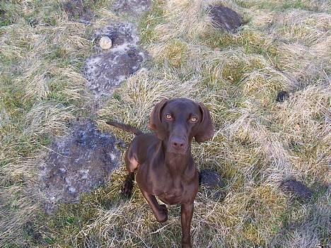 Blanding af racer Athene R.I.P  :0( billede 14