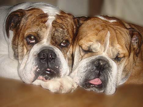 Olde english bulldogge Mr. Møller - Min "lillebror" Tabasco og jeg! billede 18