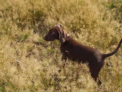 Blanding af racer Athene R.I.P  :0( billede 15