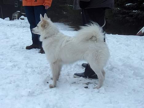 Dansk Spids Freja billede 7