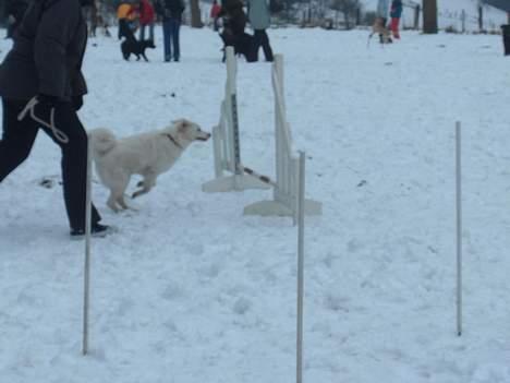 Dansk Spids Freja billede 8