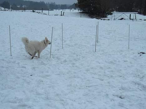 Dansk Spids Freja billede 9