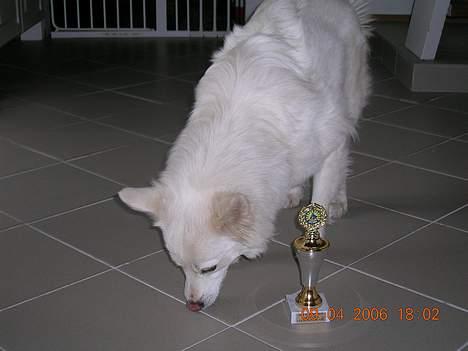 Dansk Spids Freja billede 10