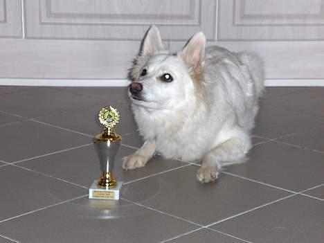 Dansk Spids Freja billede 11