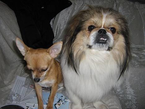 Pekingeser Danger - Savner dig!! 2004 - 2010 billede 10